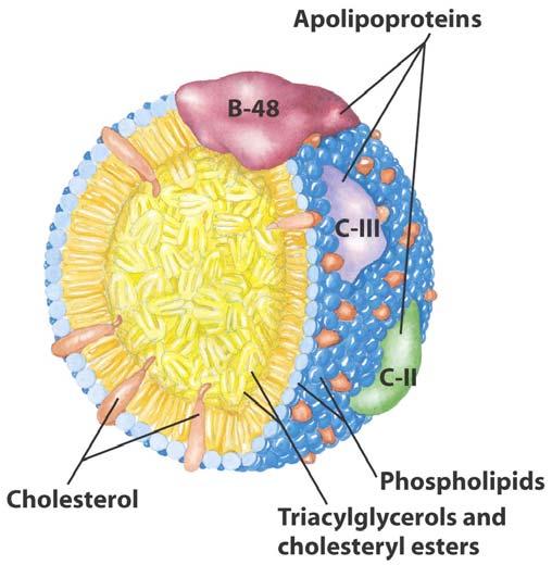 Lipoproteínas Los lípidos no son solubles en agua, se transportan en complejos (lipoproteínas) formados por proteínas