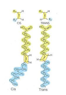 ISOMERÍA GEOMÉTRICA CIS-TRANS (configuración espacial de los radicales respecto al doble enlace) La presencia de dobles enlaces Los dobles enlaces en configuración cis
