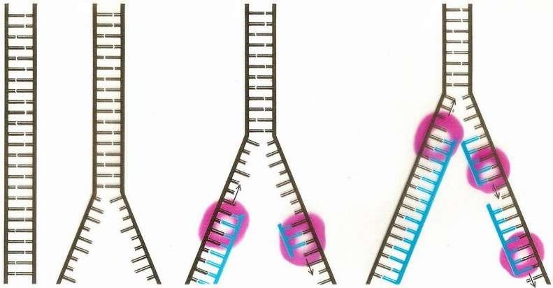 ❸ CORRECCIÓN DE ERRORES La replicación del ADN por las ADN polimerasas debe ser exacta, rápida y fiel, pues de ello depende que la información genética se transmita con fidelidad de generación en