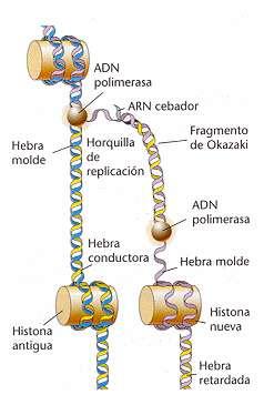 DUPLICACIÓN DE LAS HISTONAS Y SU REPARTO El ADN se asocia a las histonas formando los nucleosomas.
