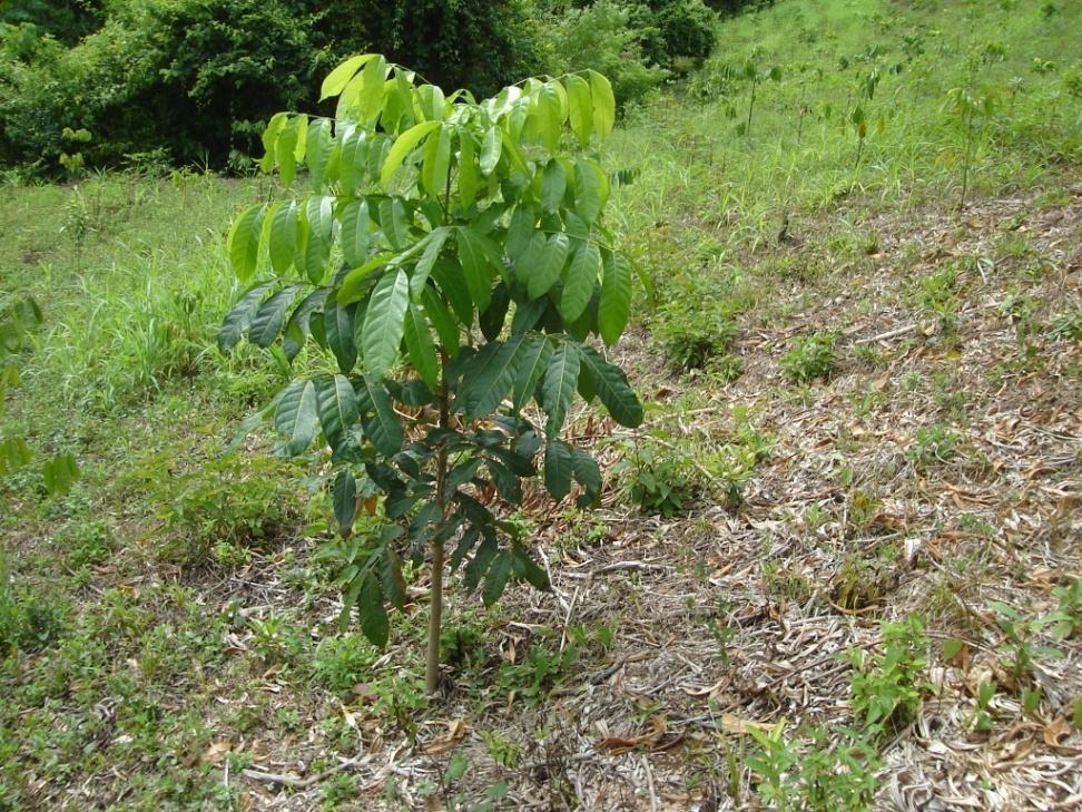 La reforestación es un proceso largo Limpieza previa Obtención de semilla Germinación y cultivo