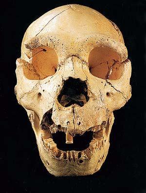 MIGUELÓN Miguelón es el nombre con que pusieron los investigadores al homínido varón propietario del Cráneo número 5, el cráneo recuperado en el año 1992 en el yacimiento de la Sima de los Huesos, en