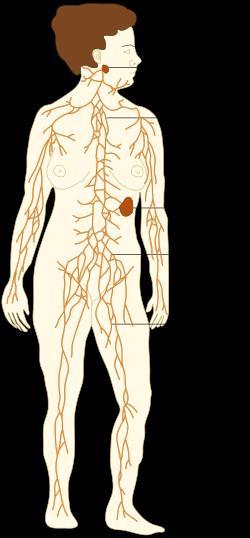 Sistema linfático Actúa con el sistema circulatorio.
