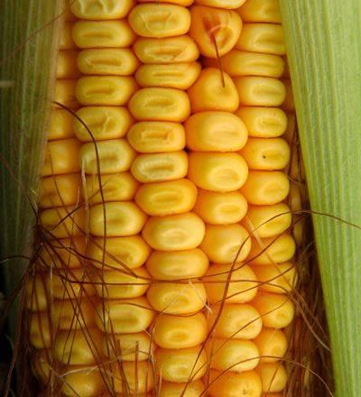 Objetivos Desarrollar un protocolo para evaluar el impacto nutricional del consumo del maíz de alta calidad de proteína