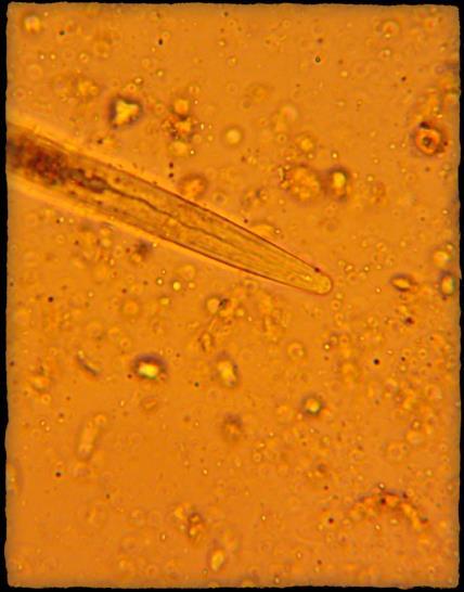Nematodos (depredadores) Consumen bacterias, hongos y nematodos, soltando nutrientes en el