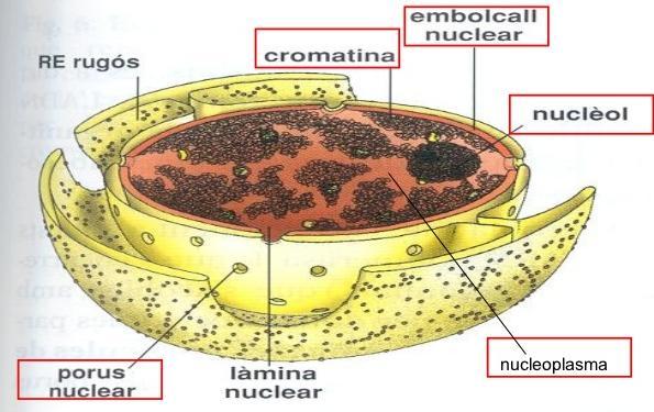 Estructura amb membrana doble (embolcall nuclear) que envolta el material genètic (DNA) de la cèl lula.