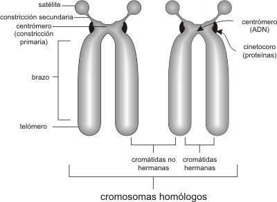 8.7 Els cromosomes: Forma i
