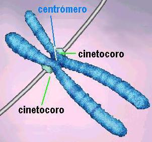 8.7 Els cromosomes: Forma i estructura Cinetocors: proteïnes on