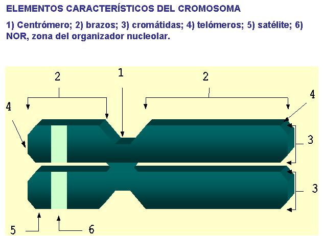 8.7 Els cromosomes: Forma i estructura Organitzador nucleolar: