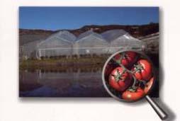 OBJETIVO Y METAS METAS OBJETIVO Mejorar los ingresos y la calidad de vida de 63 familias, mediante el cultivo del tomate en 48 has, de los Municipios de Santander de Quilichao, (vereda Dominguillo)