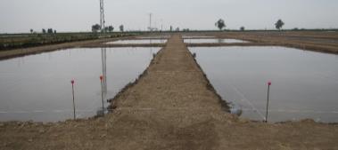 9 Variedades 2 Manejos de agua Sistemas Sostenibles de Cultivo del arroz en Europa.