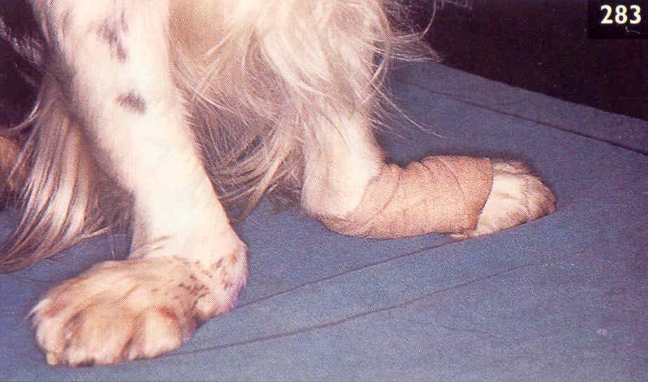 Artritis Reumatoide Es una poliartritis erosiva, que puede afectar hasta un 1% de la población humana, y un cuadro parecido se ha observado en el perro Generalmente afecta articulaciones periféricas,