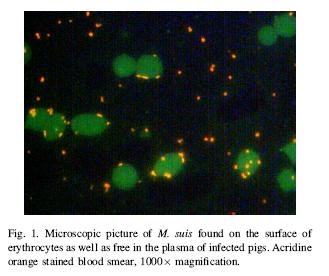 2. Alteración de la estructura celular: Estos son casos en los que se modifica la estructura propia, (ej. membrana celular) y entonces se producen Acs contra las moléculas afectadas.