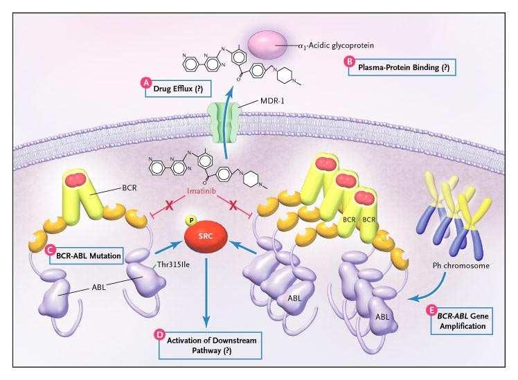 Mechanisms of Resistance to TK-Inhibitor Therapy