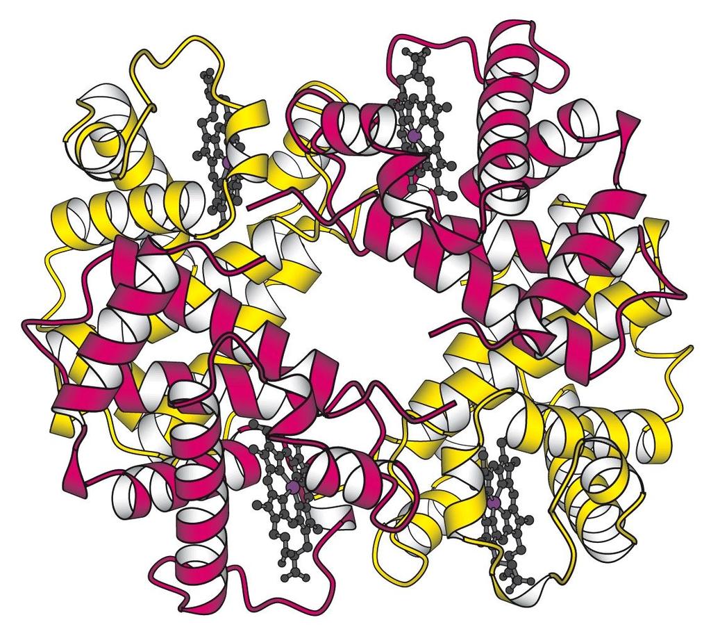 Hemoglobina Formada por las globinas o parte proteica (dos cadenas α y dos cadenas
