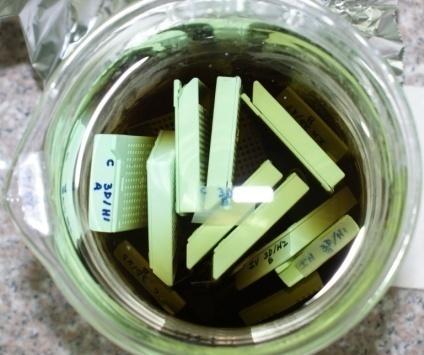 50 la clorofila sumergiendo las muestras en solución de hidróxido de potasio 1 M, exponiéndolas a 70ºC durante 30 minutos. Se realizaron tres lavados con agua destilada. FIGURA 2.