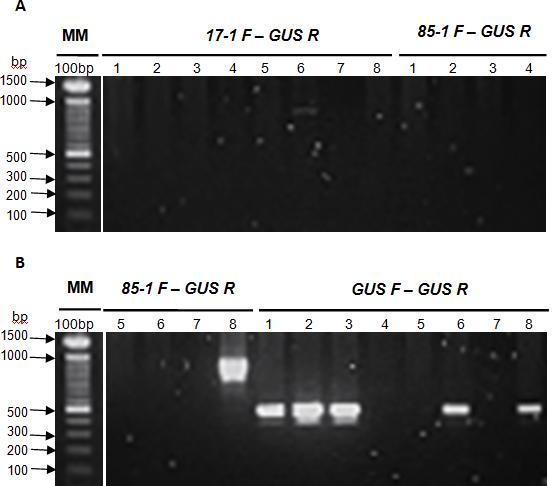 72 FIGURA 3.11 RESULTADO DE LA PCR. A. Se observa la presencia del promotor 17-1 con el gen reportero GUS, en la muestra 6. B.