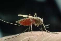 Ciclo de vida Parásito diheteroxeno Hospederos: Definitivo: Humanos Intermediario: Mosquito hembra género Culex,