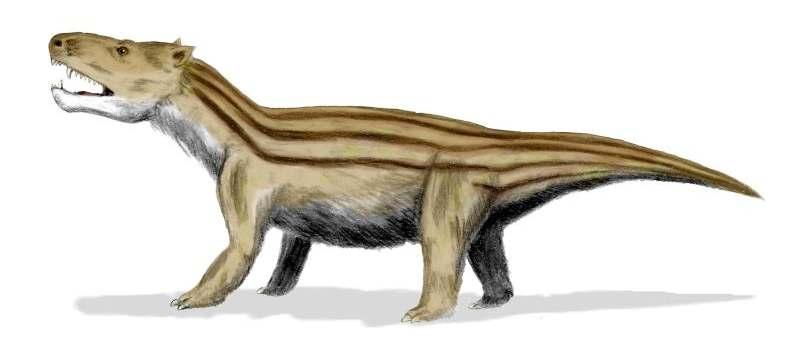 Morganucodon Primer mamífero