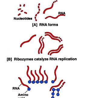 El mundo ARN y las ribozimas