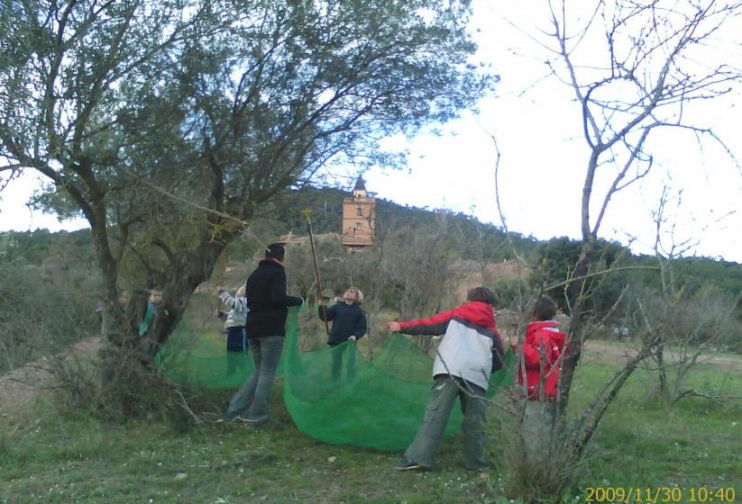 Las actividades fuera de clase se han reorientado a apoyar a los proyectos de huerto escolar ecológico.
