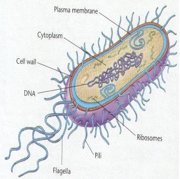 La figura inferior representa un ejemplo de bacteria y otro de virus: identifícalos.