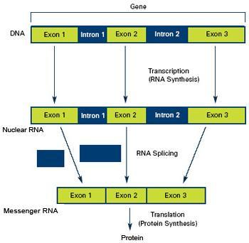 Un gen eucarionte contiene intrones El gen se transcribe completo produciendo un prerna El