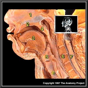 Estructuras óseas y cartilaginosas de sostén Mandíbula, maxilar, arco del paladar, hioides, espina cervical Membrana