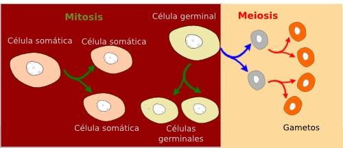 La célula. Meiosis. 5 cromosomas homólogos, es decir, dará a un organismo diploide. No debemos confundir meiosis con mitosis.