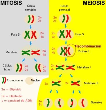 Durante la meiosis, aunque inicialmente hay también una replicación del genoma, posteriormente ocurren dos divisiones celulares (denominadas meiosis I y meiosis II), y se producen 4 células hapliodes.