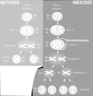 Así, durante la meiosis se da un proceso denominado recombinación.