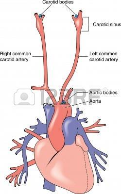 Órganos y estructuras vasculares especiales Sistemas de vasos porta: sistema de vasos interpuestos entre dos dominios capilares (venas