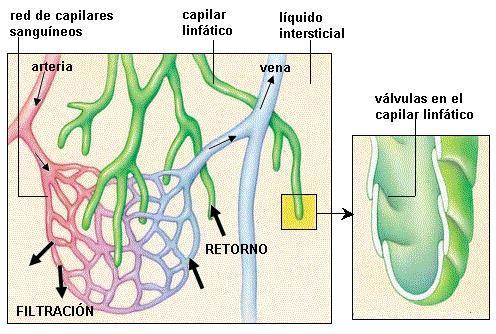 VASOS LINFÁTICOS Los capilares linfáticos son vasos formados por una capa simple de células planas.