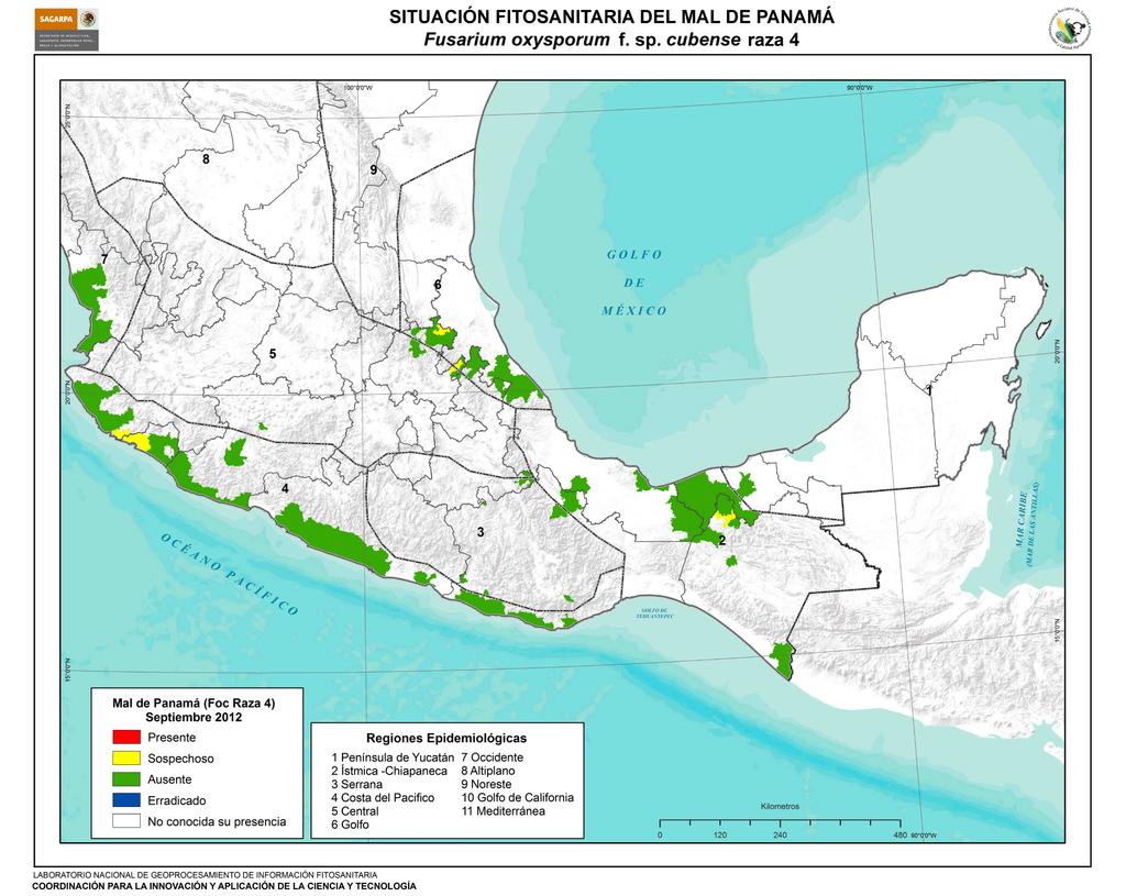 SINAVEF Situación fitosanitaria en México Al mes de septiembre se implementaron estrategias de vigilancia epidemiológica fitosanitaria para la detección oportuna de Mal de Panamá en los Estados de