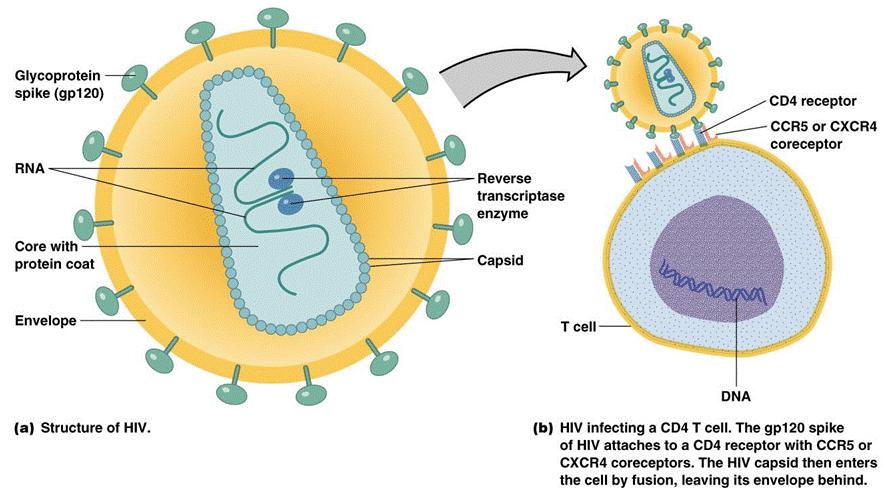 El VIH busca sobre todo células que tengan receptores CD4 en su superficie, debido a que estas proteínas le permiten unirse a ellas.