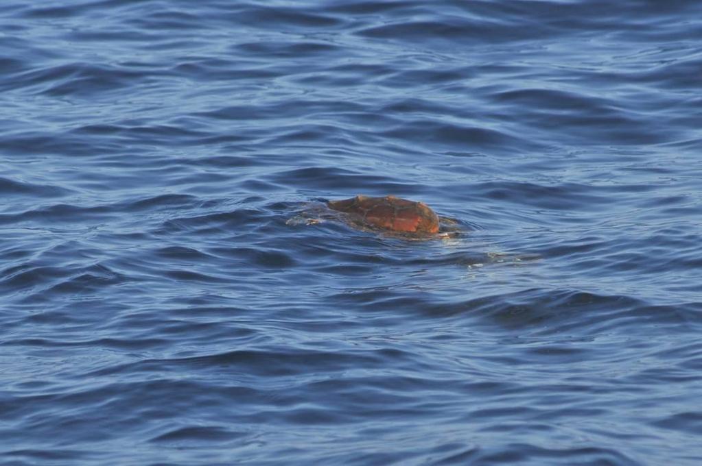 4.3.4. Índices de abundancia relativa de tortugas marinas En la isla de Fuerteventura se han registrado 3 avistamientos de tortugas marinas (Tabla 13) con índice medio de abundancia relativa de