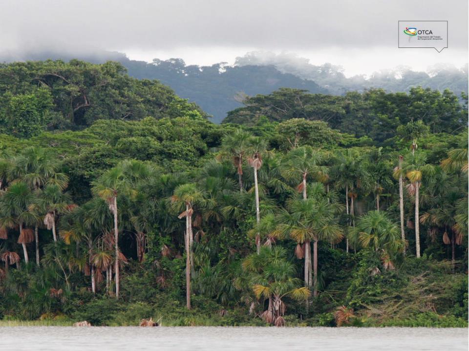 Monitoreo de la deforestación amazónica para mejorar los sistemas de gestión y manejo