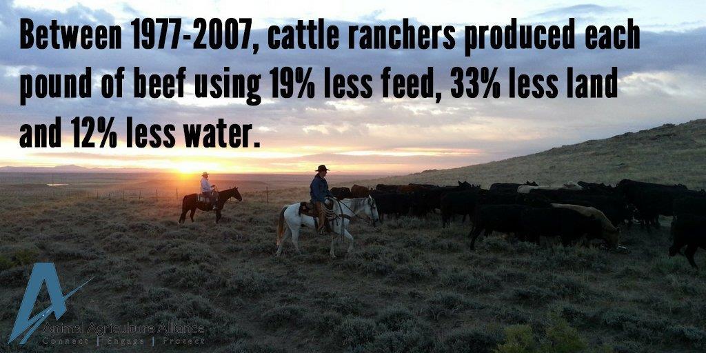 Entre 1977 y 2007, los ganaderos han logrado producir cada libra de carne usando 19 %