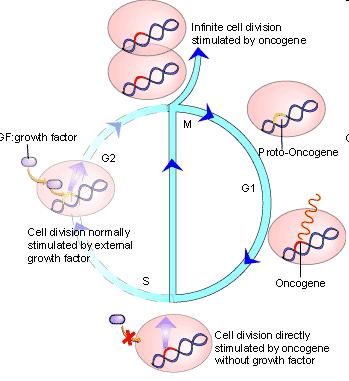 Protooncogenes En general, estimulan el crecimiento y división celular En cáncer,