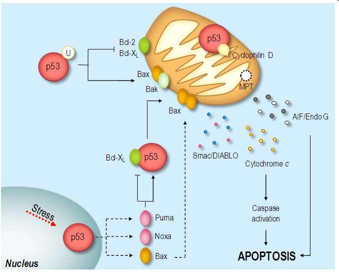 p53 Promueve la apoptosis, activa Bax