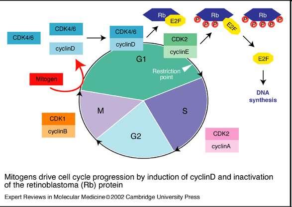 Genes Supresores de Tumores Codifica a la proteína de retinoblastoma, prb.