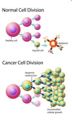 Cáncer El cáncer es un conjunto de enfermedades en las cuales el organismo produce un exceso de células malignas, las cuales tienen