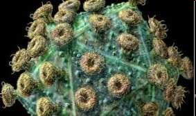 Oncovirus Virus que promueven el desarrollo de cáncer: - Virus de la hepatitis B (dsdna) y virus de la Hepatitis C (ssrna): carcinoma hepatocelular - Virus de Epstein-Bar (dsdna): mononucleosis