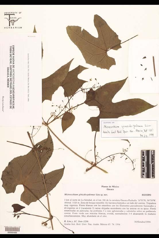 Microsechium palmatum (Ser.) Cogn. Monogr. Phan. 3: 911-912. 1881. Sechium palmatum Ser., Prodr.,3: 313. 1828. México: Sessé & Mociño drawing, DC plate 355, 1787-1803 (holotipo G-DC).