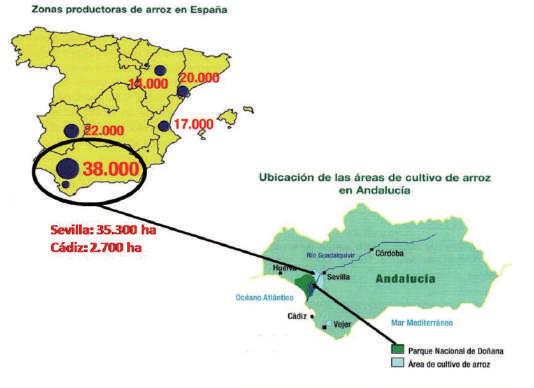 A rroz... Cultivo del arroz en Andalucía María del Mar Rojas (API Arroces Doñana).
