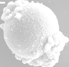 Bajo la influencia hormonal de la pubertad se reanuda la primera división meió9ca, obteniéndose un ovocito II y un cuerpo polar El ovocito II