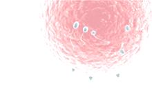 Ovogénesis: La etapa de proliferación ocurre antes del nacimiento, período en el cuál las células germinales experimentan sucesivas
