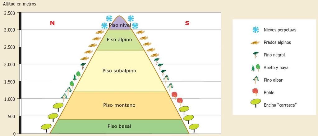 5.2.4. Vegetación de Montaña Escalonamiento de la vegetación adaptándose a las condiciones de la altitud. Se representa gráficamente mediante una cliserie 1.
