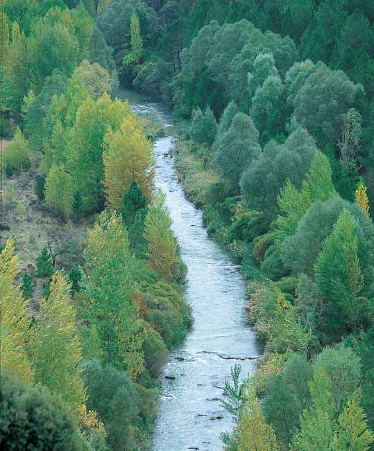 5.2.5. Vegetación de ribera (no entra en el examen) Bosques ribereños formados por árboles que necesitan humedad, de hoja caduca, formando franjas paralelas al río.