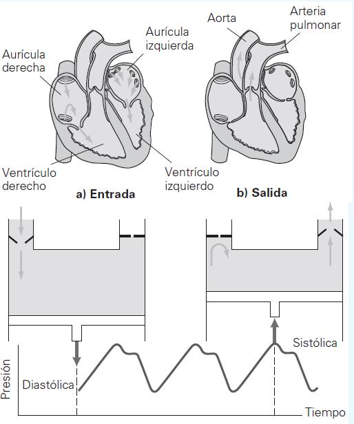 Figura 5.5: Bombeo en el corazón humano Las paredes de las arterias tienen considerable elasticidad y se expanden y se contraen con cada ciclo de bombeo.